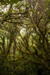 Fototapeta premium Monteverde Cloud Forest Reserve in Costa Rica 