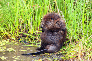 funny brown American beaver (castor genus) sitting in the reeds near the pond, closeup © serhio777