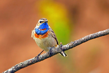 Beautiful bluethroat with colorful plumage sits on the branch