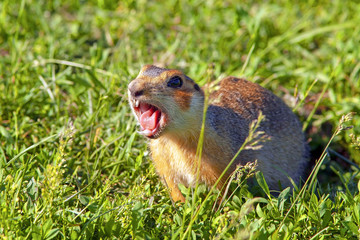 Naklejka na ściany i meble gopher climbed out of the hole on the lawn, fluffy cute gopher sitting on a green meadow on a Sunny day, gopher screams in the meadow