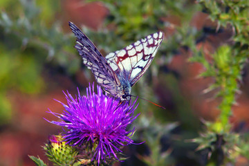 amazingly beautiful butterfly with bright coloring on the wings sitting on a flower
