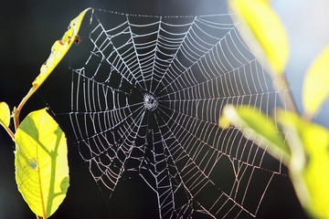 spiderweb in the morning sun on the green leaves of the plant