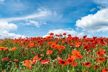 Zelfklevend Fotobehang Field of Poppies with Blue Sky © Andrew