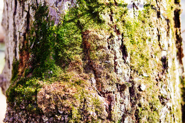 Old wood background. Gorizontal natural wooden texture