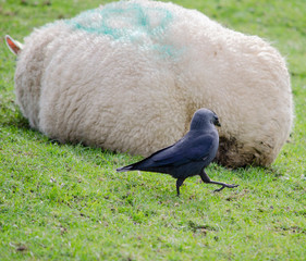 black crow and the sheep