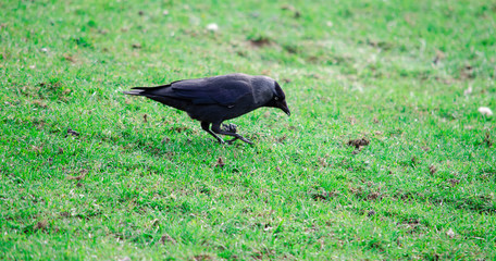 Fototapeta premium black crow on the grass
