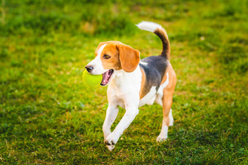 Beagle dog runs in garden towards the camera with green ball.