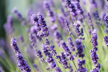 Lavender Plant Flowering