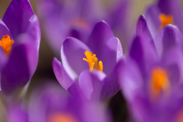 Purple crocus flowers in the Spring	