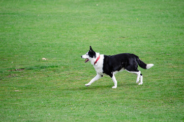 dog playing with ball on the grass