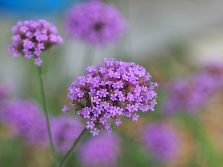 Verbena Bonariensis is a purple flower, The meaning of this flower is the happiness of everyone in the family. In addition, the Verbena is also another meaning. Please pray for me.