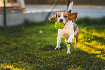 Beagle dog runs in garden towards the camera with green ball.