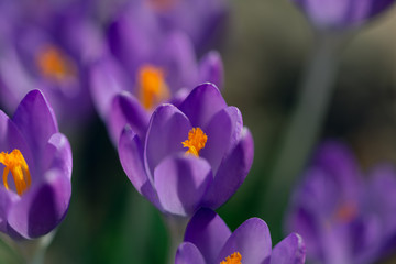 Purple crocus flowers in the Spring	