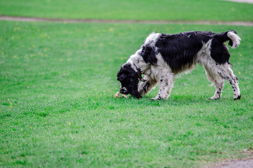 dog playing with ball on the grass