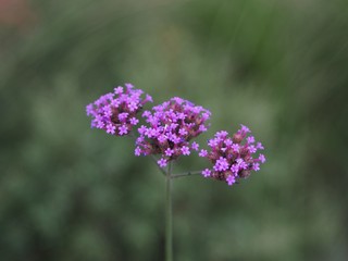 Verbena Bonariensis is a purple flower, The meaning of this flower is the happiness of everyone in the family. In addition, the Verbena is also another meaning. Please pray for me.