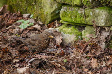 Naklejka na ściany i meble common female black bird standing on the leaves near the moss wall