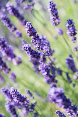 Lavender Plant Flowering