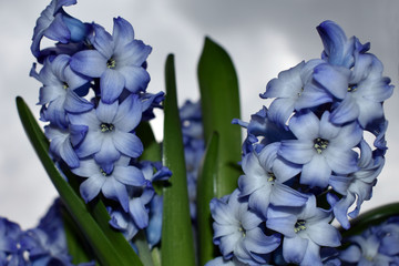 Hyacinths bouquet with blue white colour spring