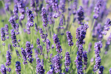 Lavender Plant Flowering