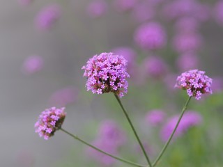 Verbena Bonariensis is a purple flower, The meaning of this flower is the happiness of everyone in the family. In addition, the Verbena is also another meaning. Please pray for me.