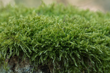 moss on tree macro