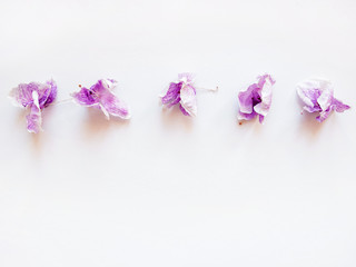 dried purple flowers orchid in horizontal row on white background, copy space, top view