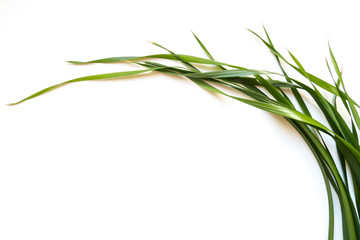 green oat leaves on white background, copy space