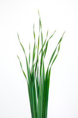 green oat grass leaves on vertical white background