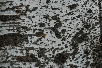 texture of natural bark of a large poplar tree