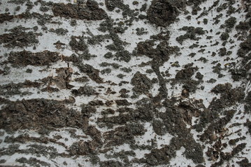 texture of natural bark of a large poplar tree