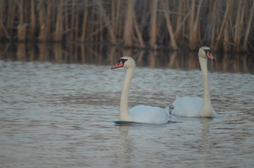 Great white swan mute swan