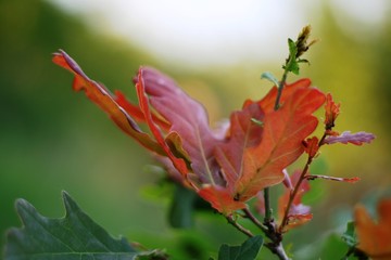 leaves of young oak red in the rays of sunset tremble in the wind