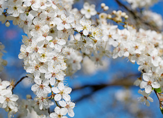 Blühende Wildpflaumen, Prunus cerasifera