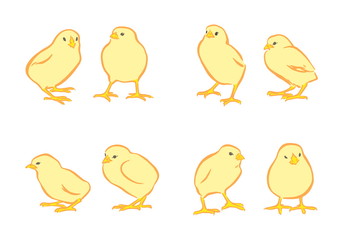 Yellow chickens vector set. Hand drawn happy Easter day chick characters. Animal isolated on white background