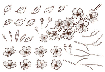 Almond blossoms hand drawn set. Spring flowers leaves ,buds and branches collected. Sakura,cherry, apple tree,plum blossoming elements isolated on white background. Ink pen vector illustration. - 258782720