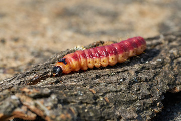 Raupe eines Weidenbohrers (Cossus Cossus) auf der Rinde eines Baumes