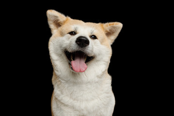 Funny Portrait of Happy Akita Inu Dog Smiling on Isolated Black Background, front view