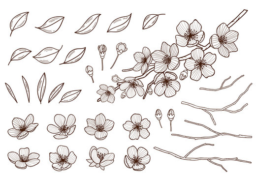 Almond blossoms hand drawn set. Spring flowers leaves ,buds and branches collected. Sakura,cherry, apple tree,plum blossoming elements isolated on white background. Ink pen vector illustration.
