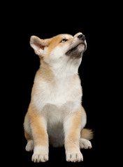 Cute Akita Inu Puppy Sitting and Looking up, on Isolated Black Background, front view