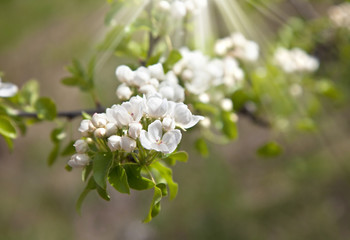 Beautiful apple-tree in bloom under the sunshine