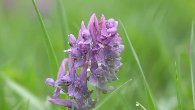 Corydalis Blue field flower a close up in sunny day