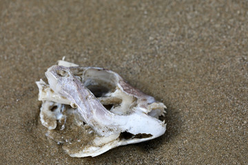 Toter Fisch Fischkopf Fischskelett am Strand