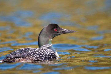 Common loon resting at the surface of a lake