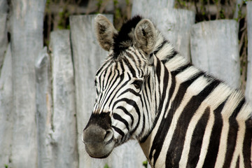Fototapeta na wymiar Zebra - animals/wildlife