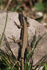 sunbathing lizard