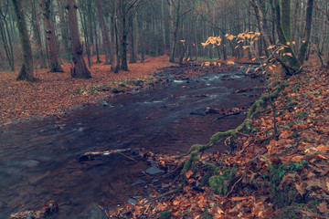 River in the forest in autumn.