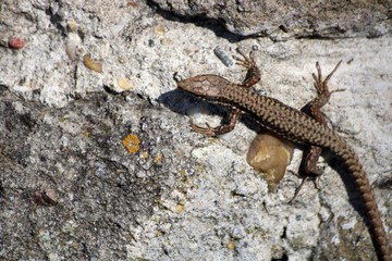 lizard searching for food on a wall