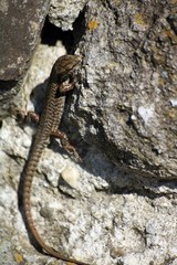 lizard crawling on a wall