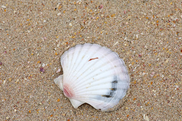 Sand Strand mit Muscheln