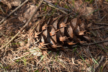Nature I